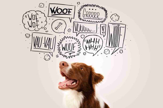 What dental disease is your dog suffering from?