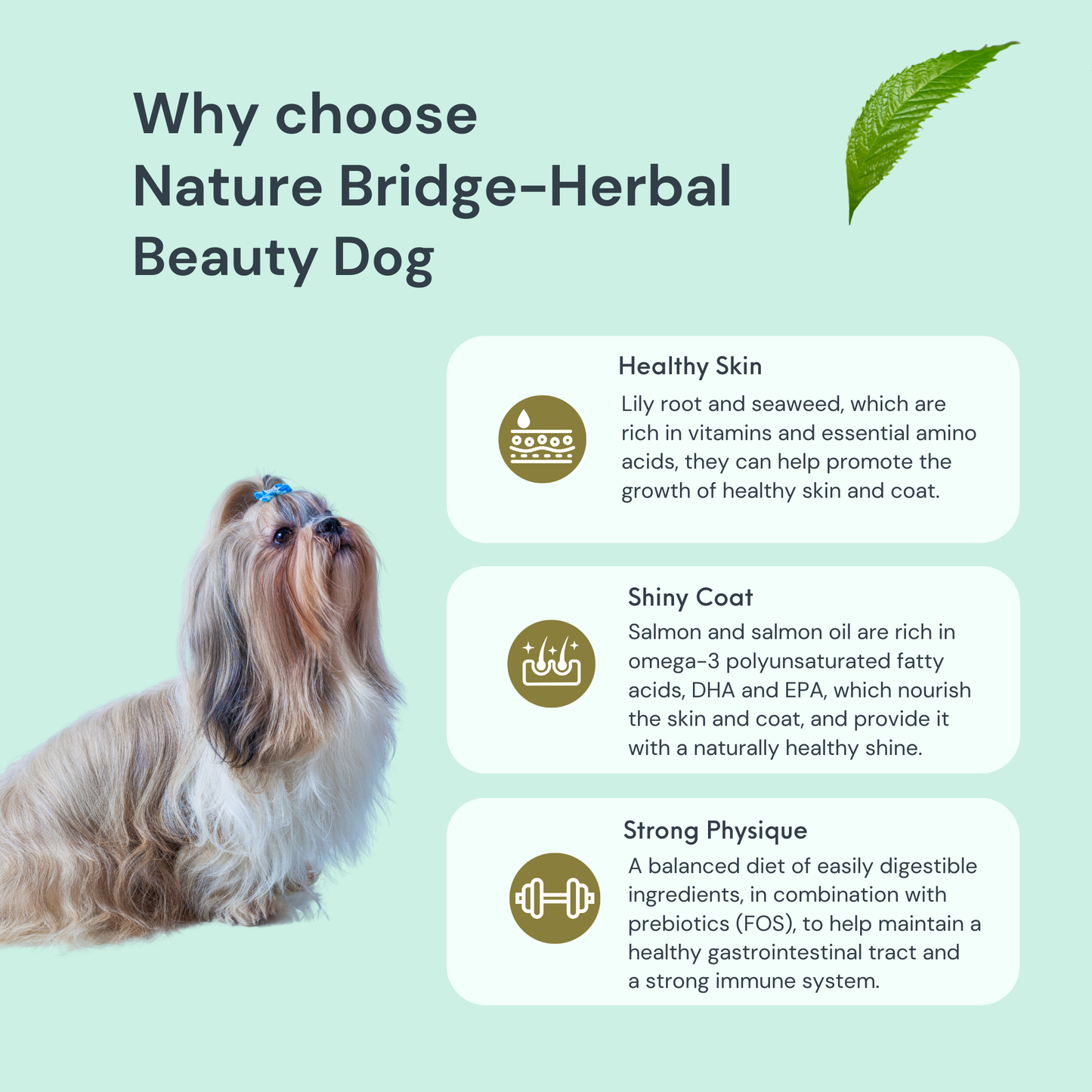 Herbal-Beauty Dog